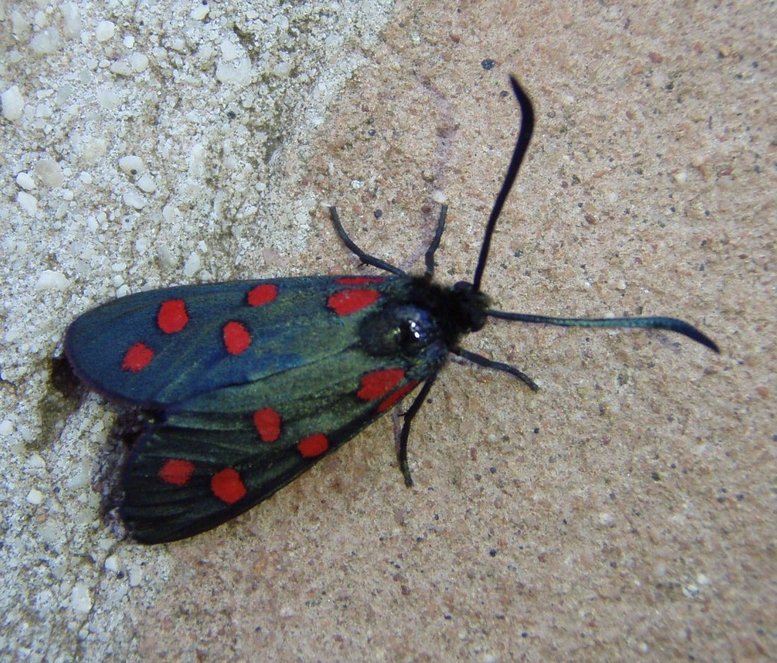 Zygaena transalpina